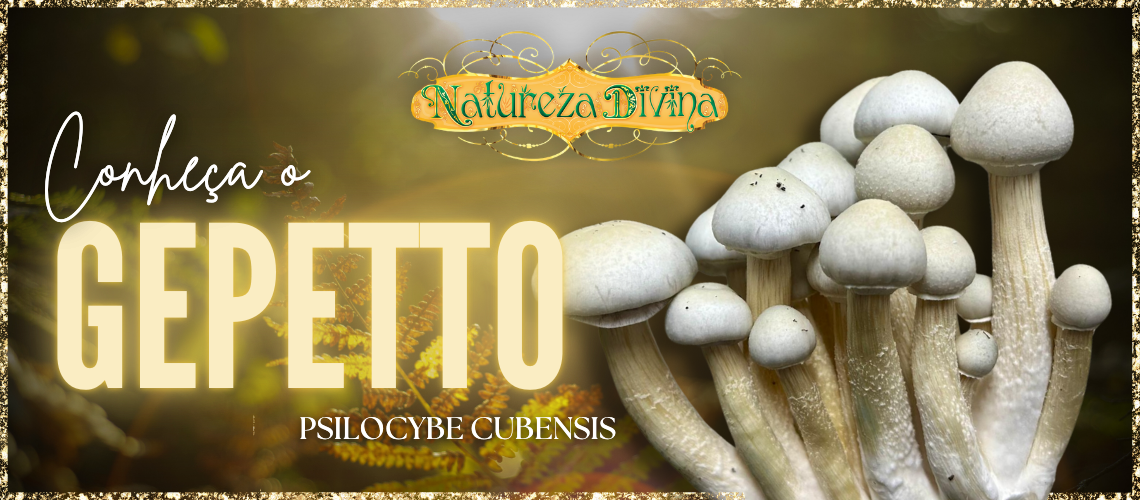 Conheça o Gepetto, cepa da espécie Psilocybe cubensis, só na Natureza Divina