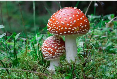 amanita muscaria