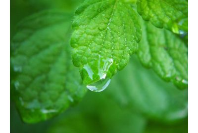 lippia alba para que serve