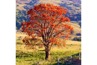 Arvore de Mulungu