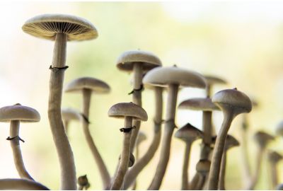 psilocybe cubensis