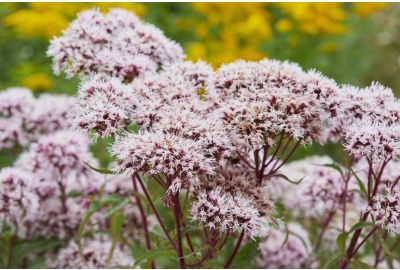 Tintura de valeriana