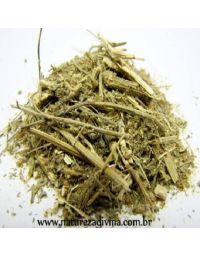 Absinto Romano (Artemisia absinthium L.)