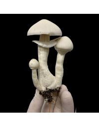 Albino (TAT) - Cogumelo Mágico (Psilocybe Cubensis)