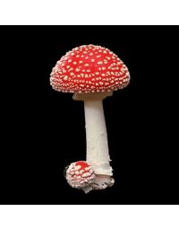 Amanita Muscaria - (Chapéus e Caules Desidratados)