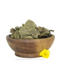 Bancha (Thea sinensis Rich.)-50 gramas