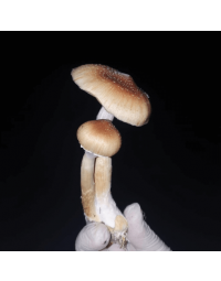 Thai Pink Buffalo - Cogumelo Mágico (Psilocybe cubensis)