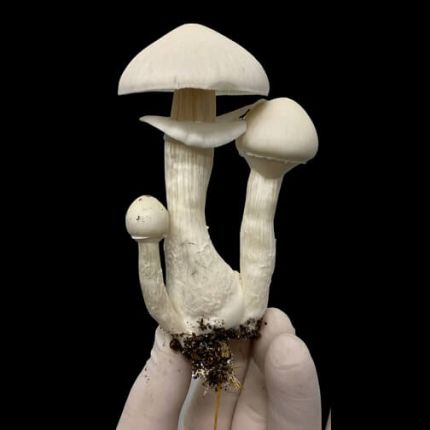 Albino (TAT) - Cogumelo Mágico (Psilocybe Cubensis)