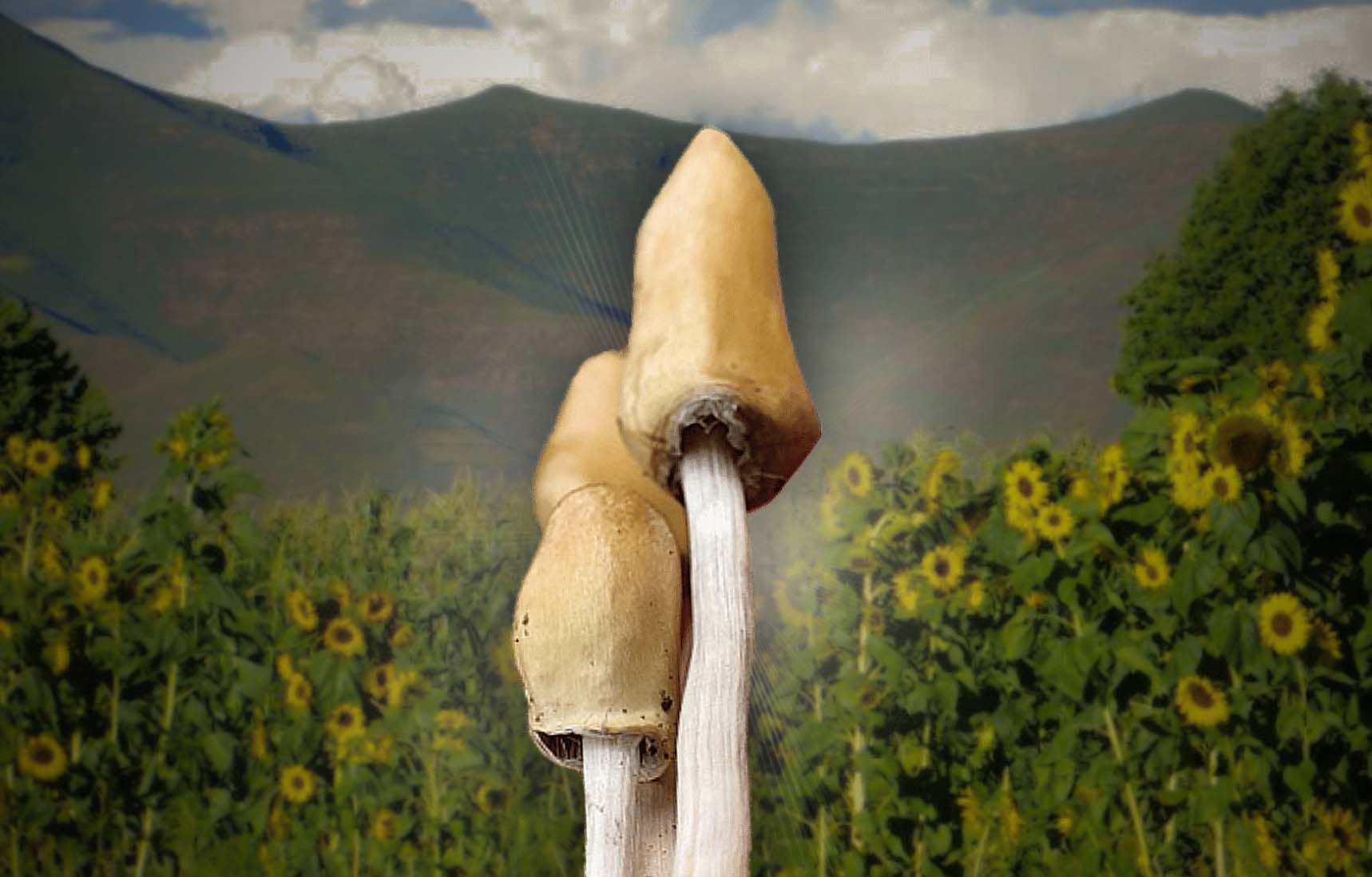 Cogumelos da espécie Psilocybe maluti sobre um campo de girassóis nas montanhas Maluti, Lesoto. Atribuição à Natureza Divina.