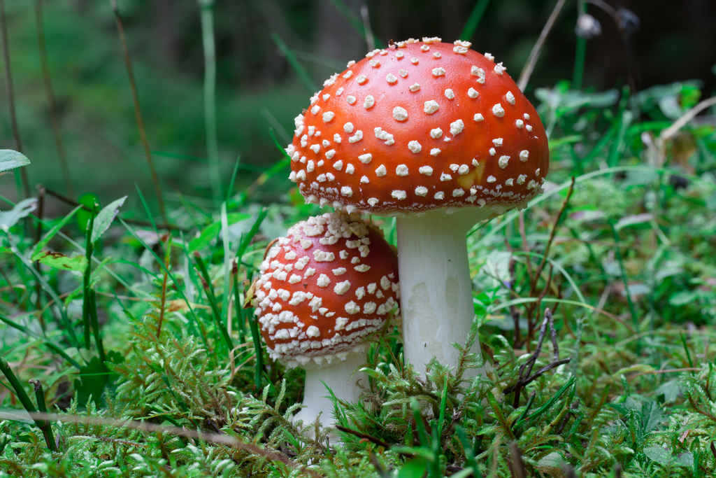 pode comer amanita muscaria