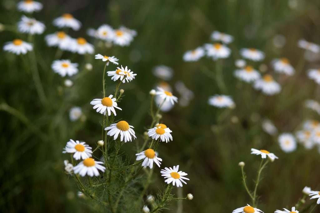 capa plantas medicinais