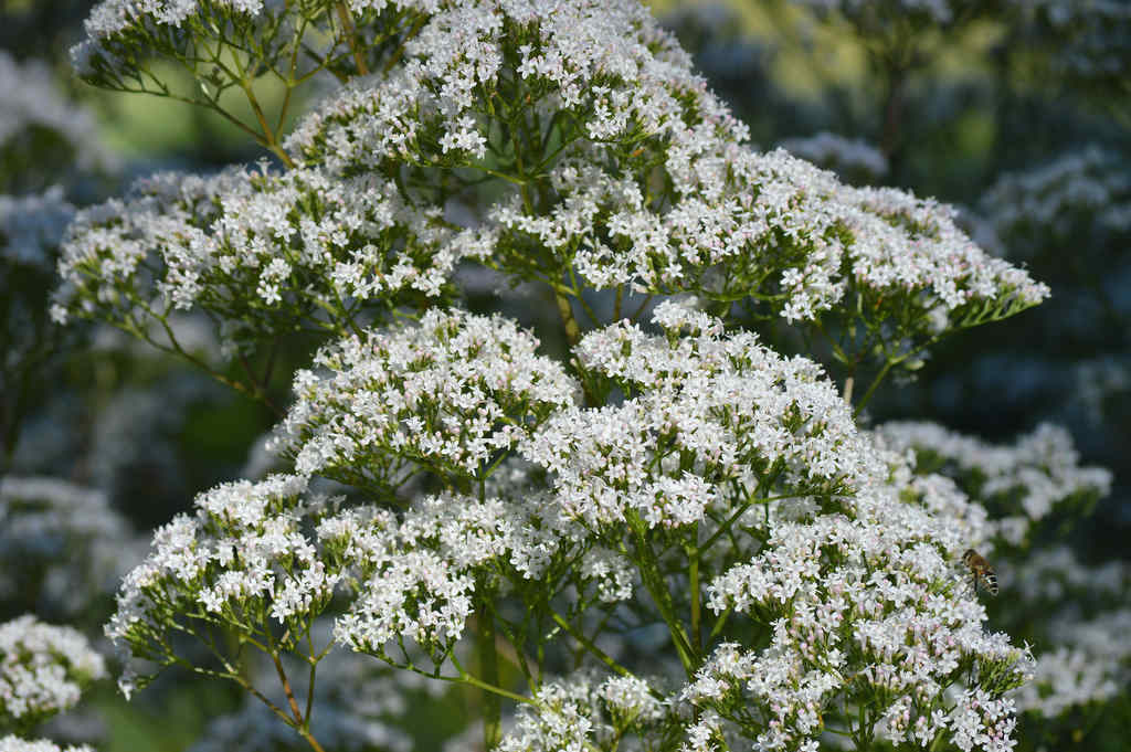 cápsulas tintura valeriana