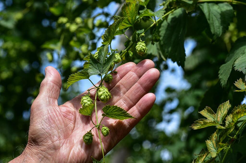 Chá de lúpulo, para que serve. Pessoa segurando planta de lúpulo.