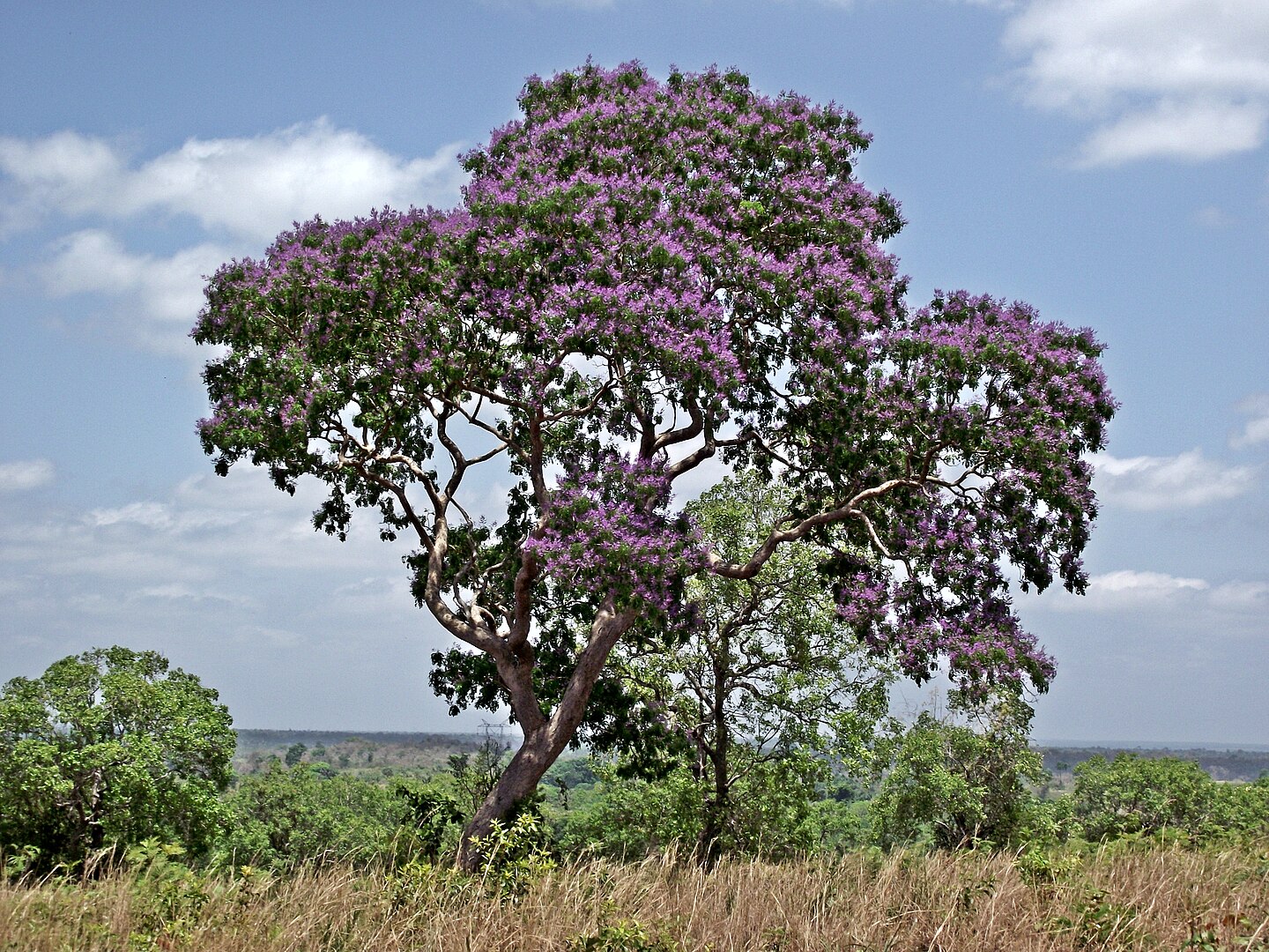 Como usar a semente de sucupira, uma sucupira no cerrado