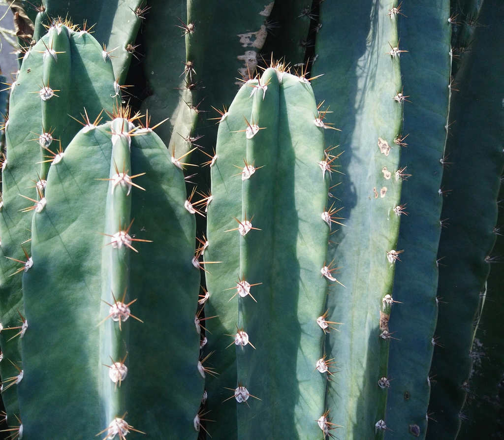 como usar cacto san pedro