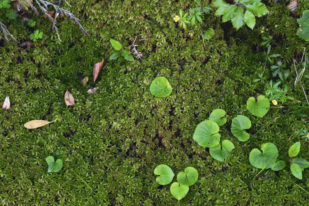 advertências usos de plantas sagradas