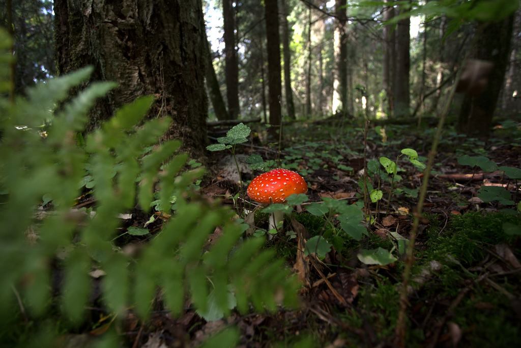 efeitos da amanita muscaria