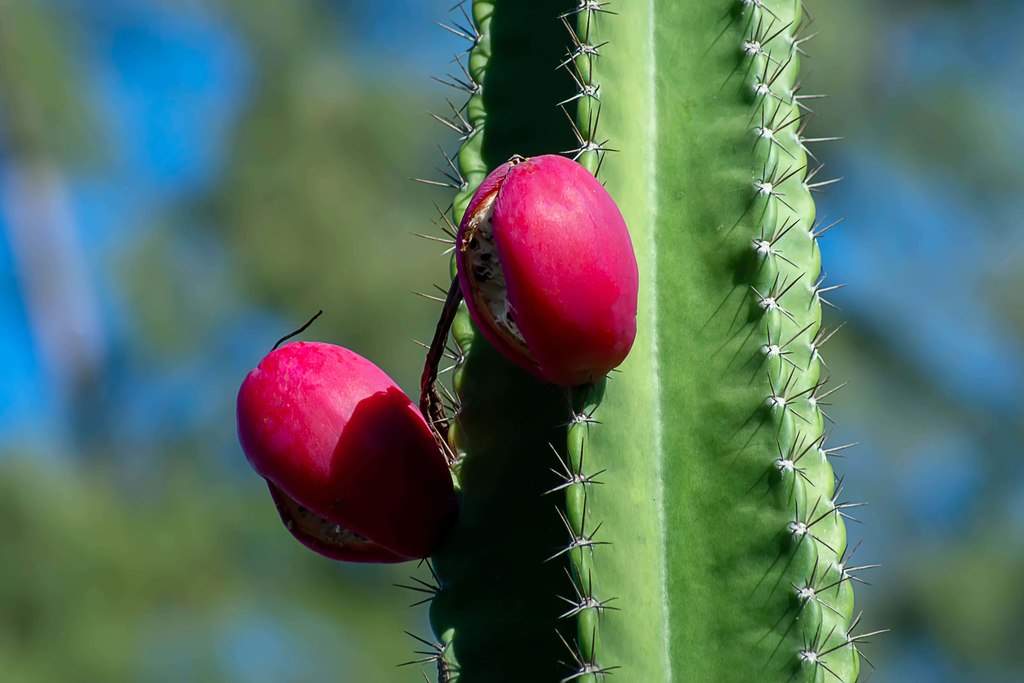 cacto do peru dá frutos