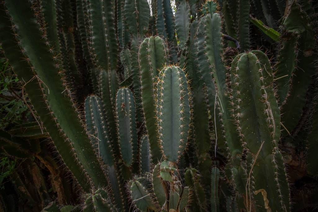 Cactos de São Pedro
