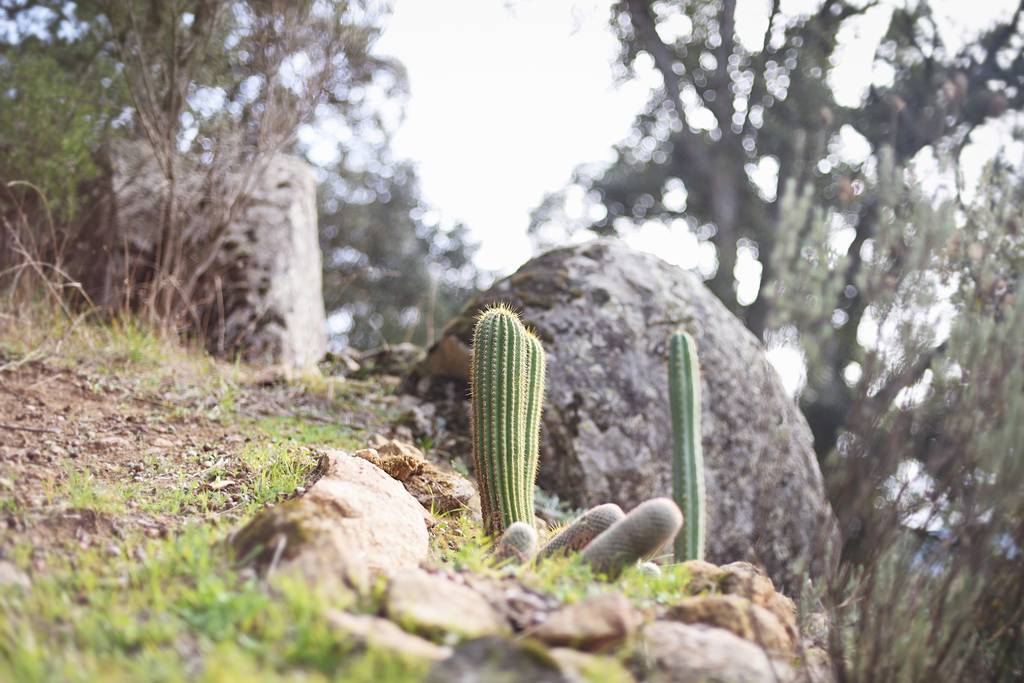 o que é cacto de san pedro