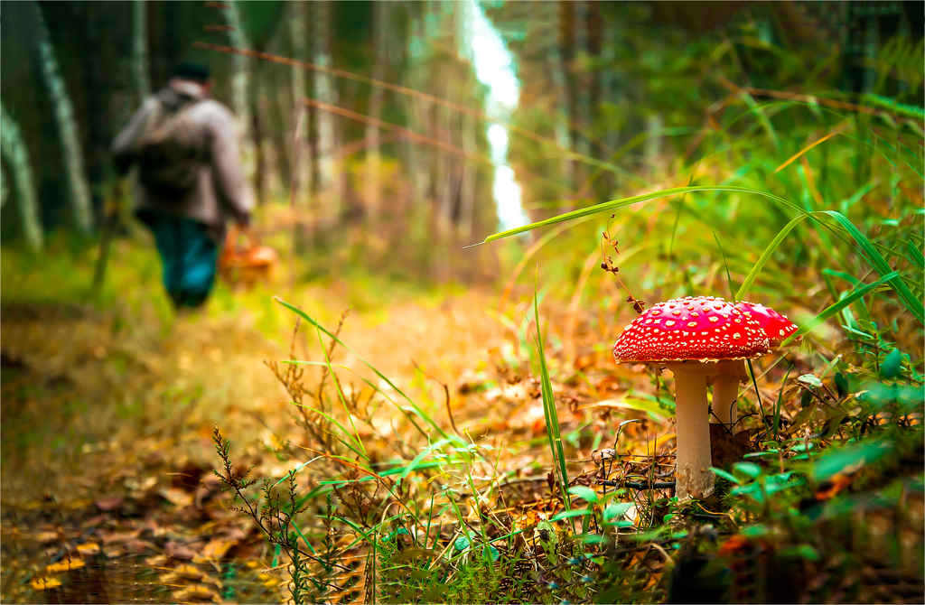 amanita muscaria dicas