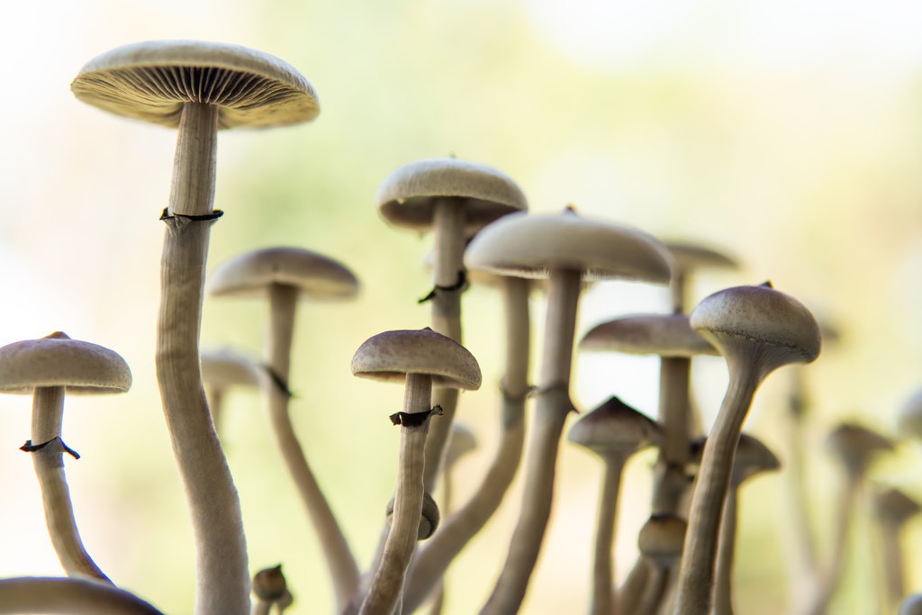 psilocybe_cubensis.jpg