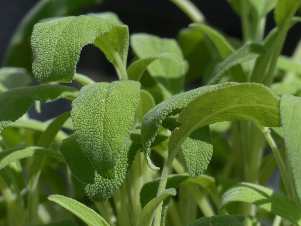 Salvia, para que serve, salvia